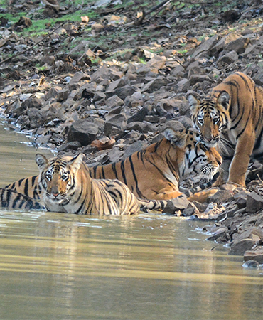WildlifeTour Package