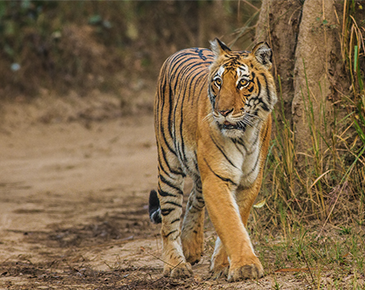 Golden Triangle With Tiger Tour 